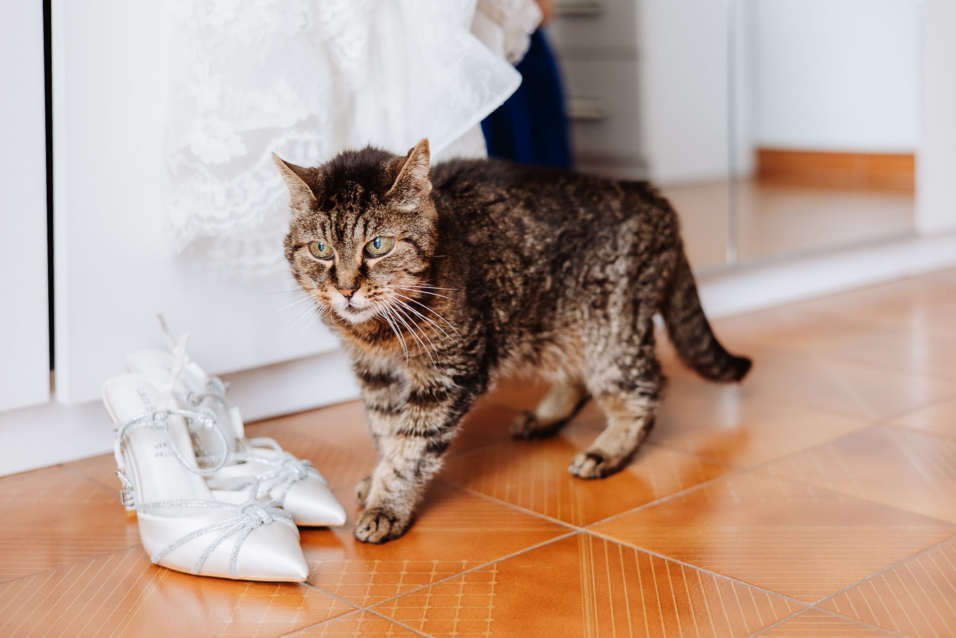 Tabby cat walking on hardwood floor next to crumpled paper bag in home interior setting.