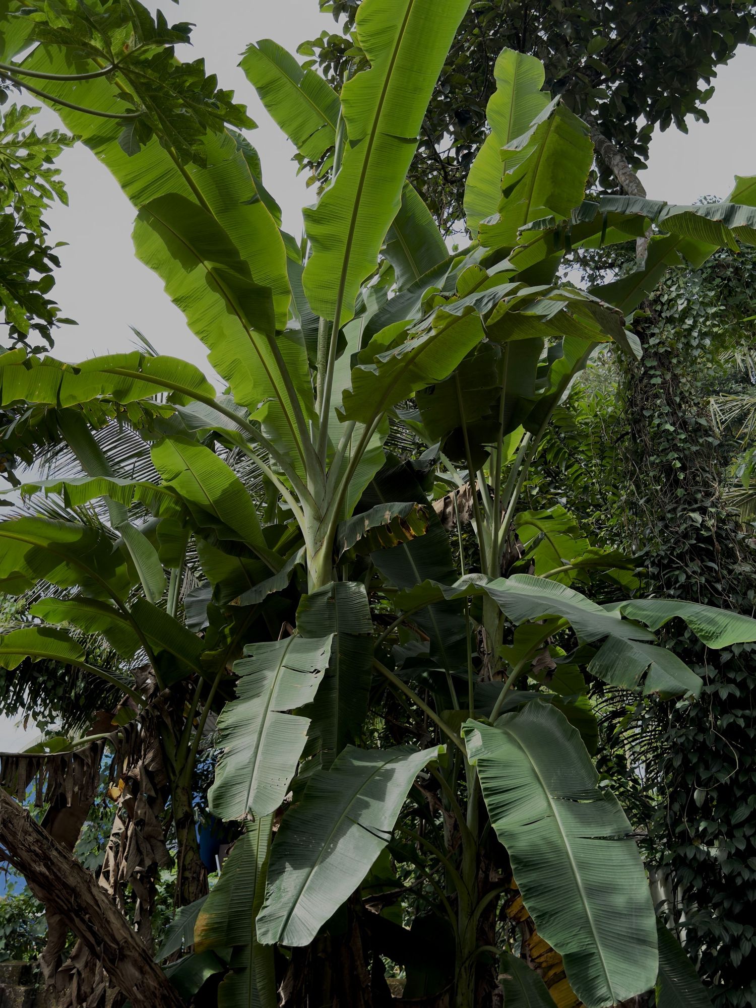 Lush green banana trees outside a village in Kerala, India.
