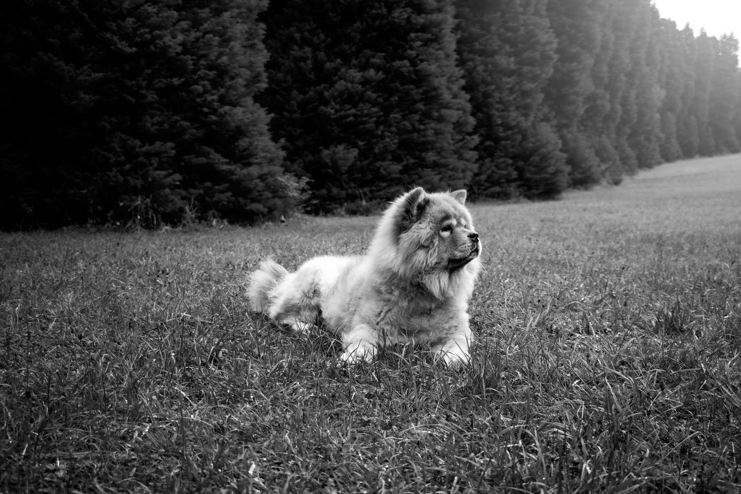 End of Life Dog Photography