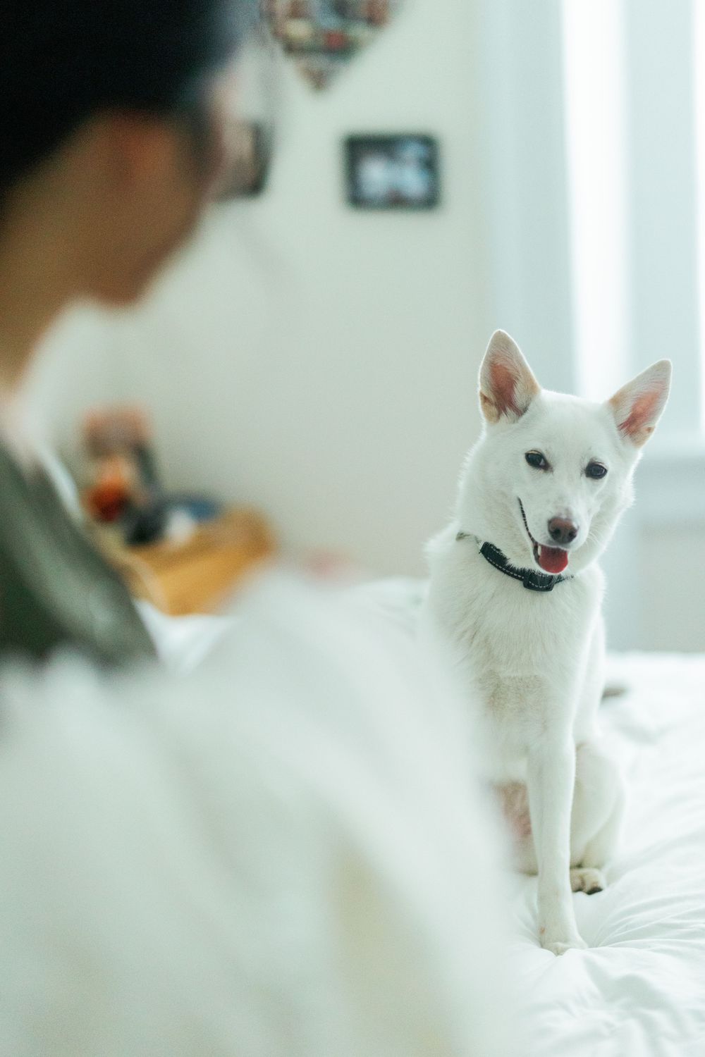 A happy white dog with perked ears sits attentively on a bright white bed while someone looks on.