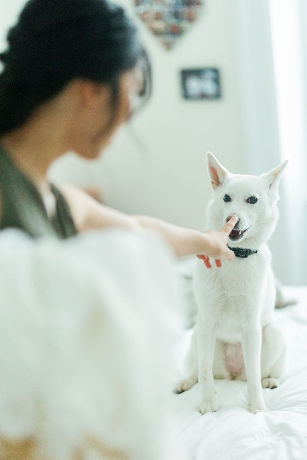 Series of photos showing a small white dog sitting on furniture in a bright minimalist room.