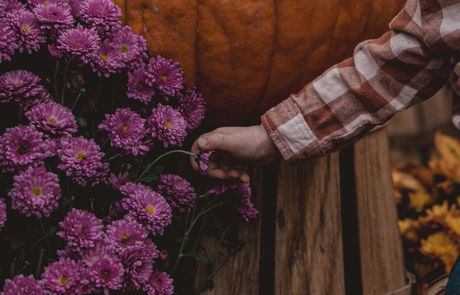 A close-up of a person's hand in a red and white plaid shirt gently touching a cluster of bright purple flowers in front Skagit valley wa
