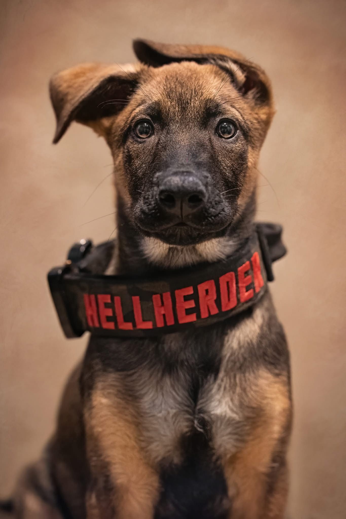 A young Belgian Malinois puppy wearing a red collar that says 'Hellherder'.