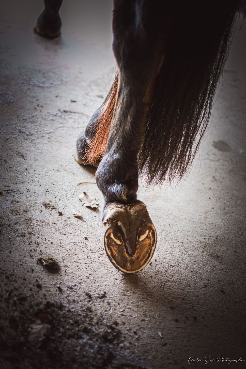photo pied cheval