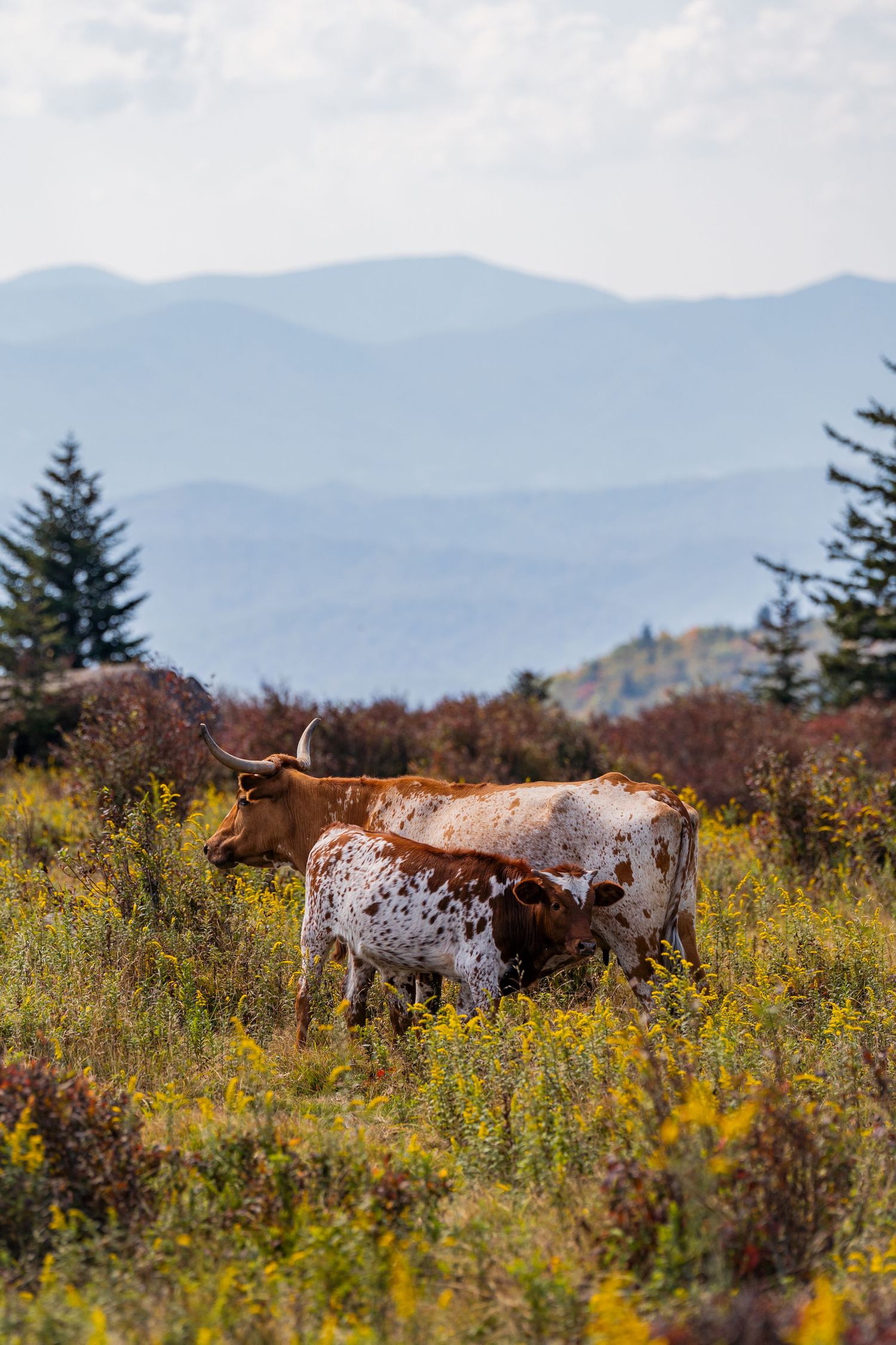 Longhorn cattle graze in a wildflower meadow with misty blue mountains visible in the background.