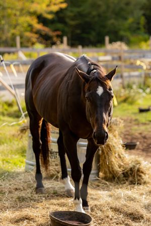 A dark brown horse grazes on hay in a sunlit pasture with wooden fencing in the background.
