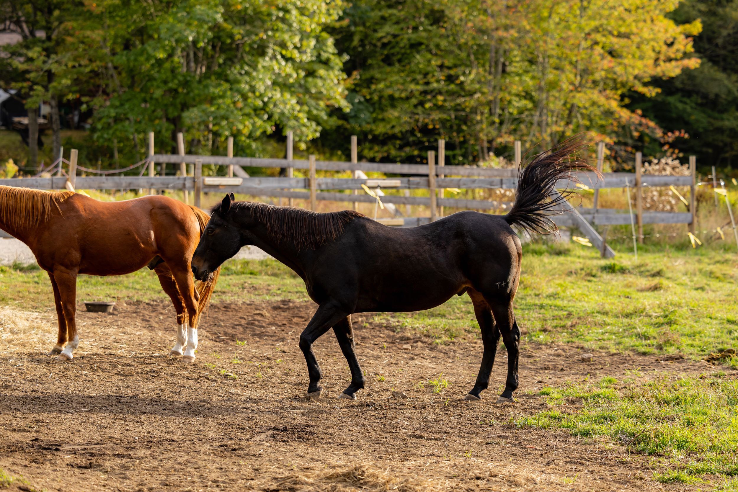 Two horses graze in a sunlit pasture with autumn trees and wooden fencing in the background.