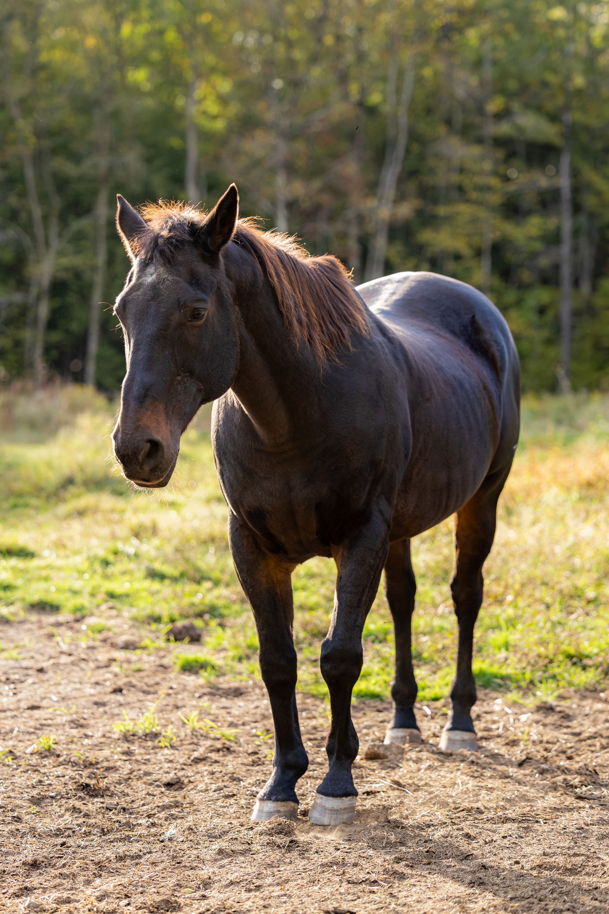 Four sequential photos of a dark brown horse standing in a dirt paddock with autumn trees in the background.