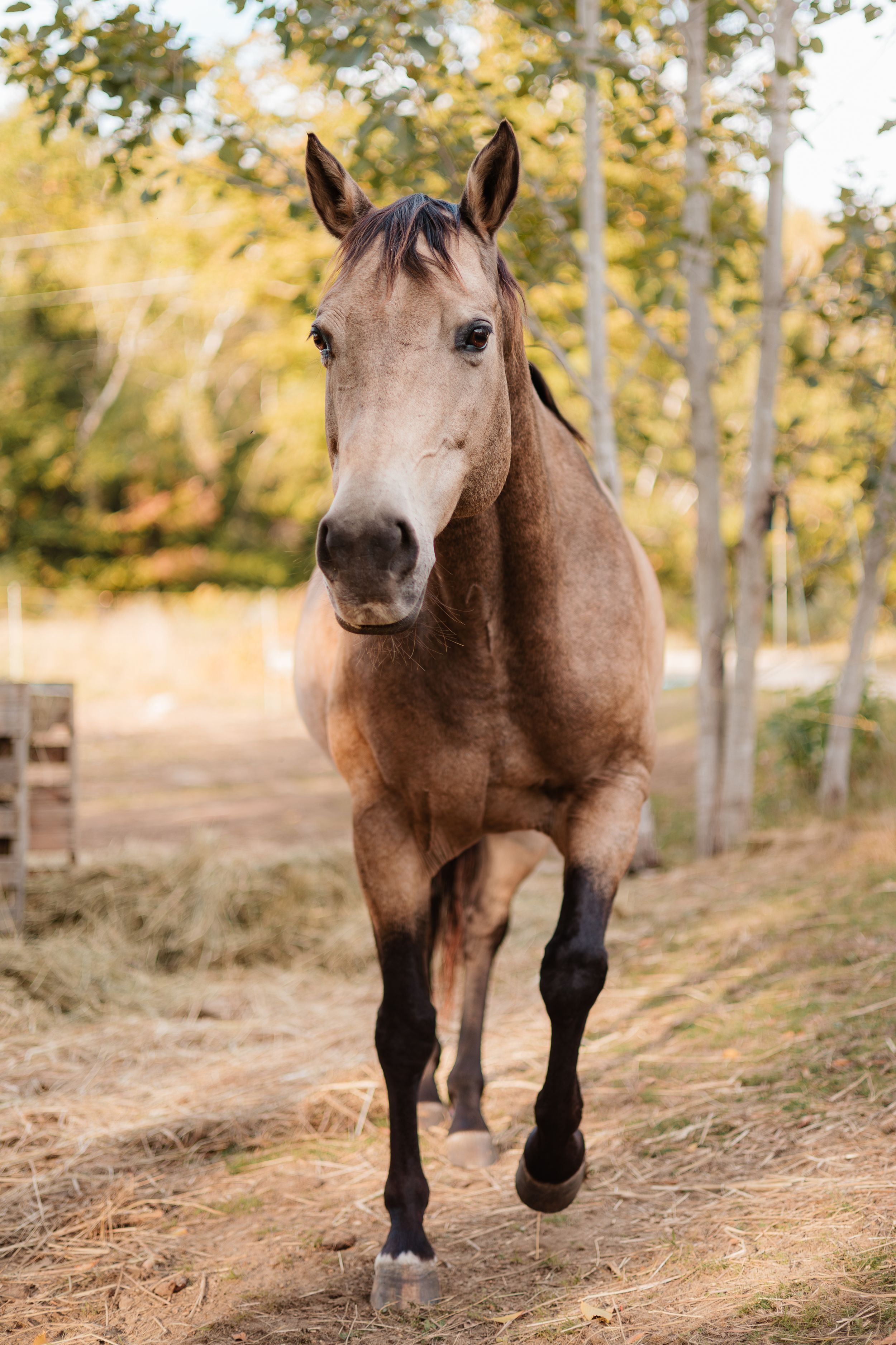 A brown horse with dark legs trots along a dirt path through autumn trees in warm natural lighting.