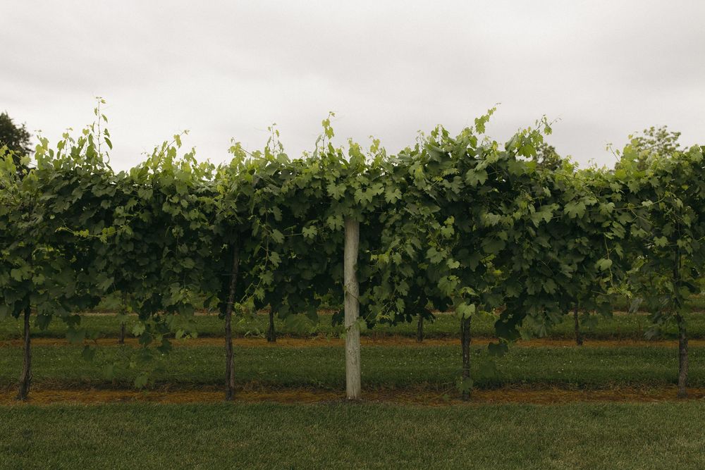 Rows of grapevines in a vineyard under cloudy skies create a rustic wedding backdrop.