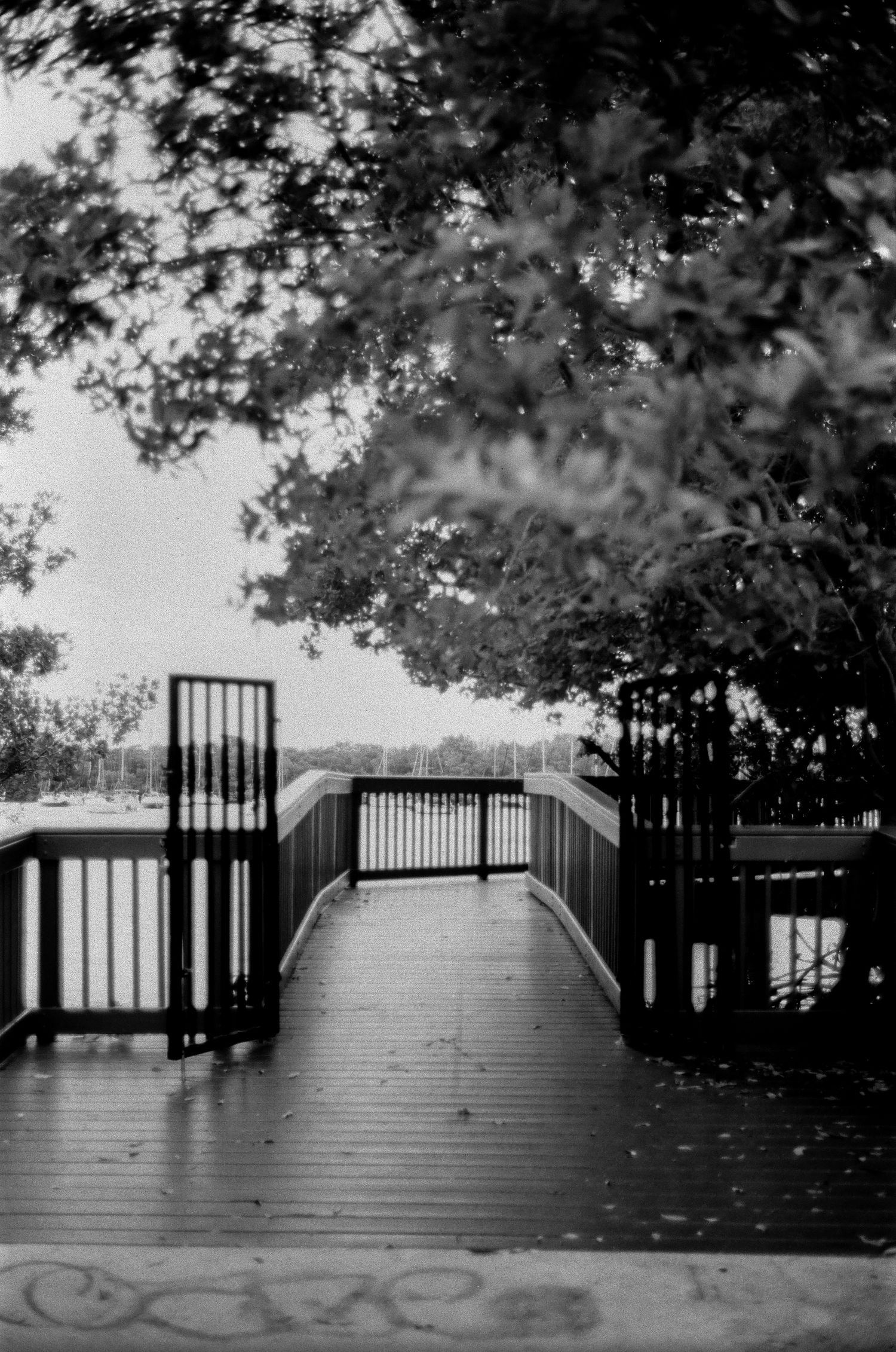 Black and white photo series of a flooded wooden deck with metal railings surrounded by overhanging tree branches.