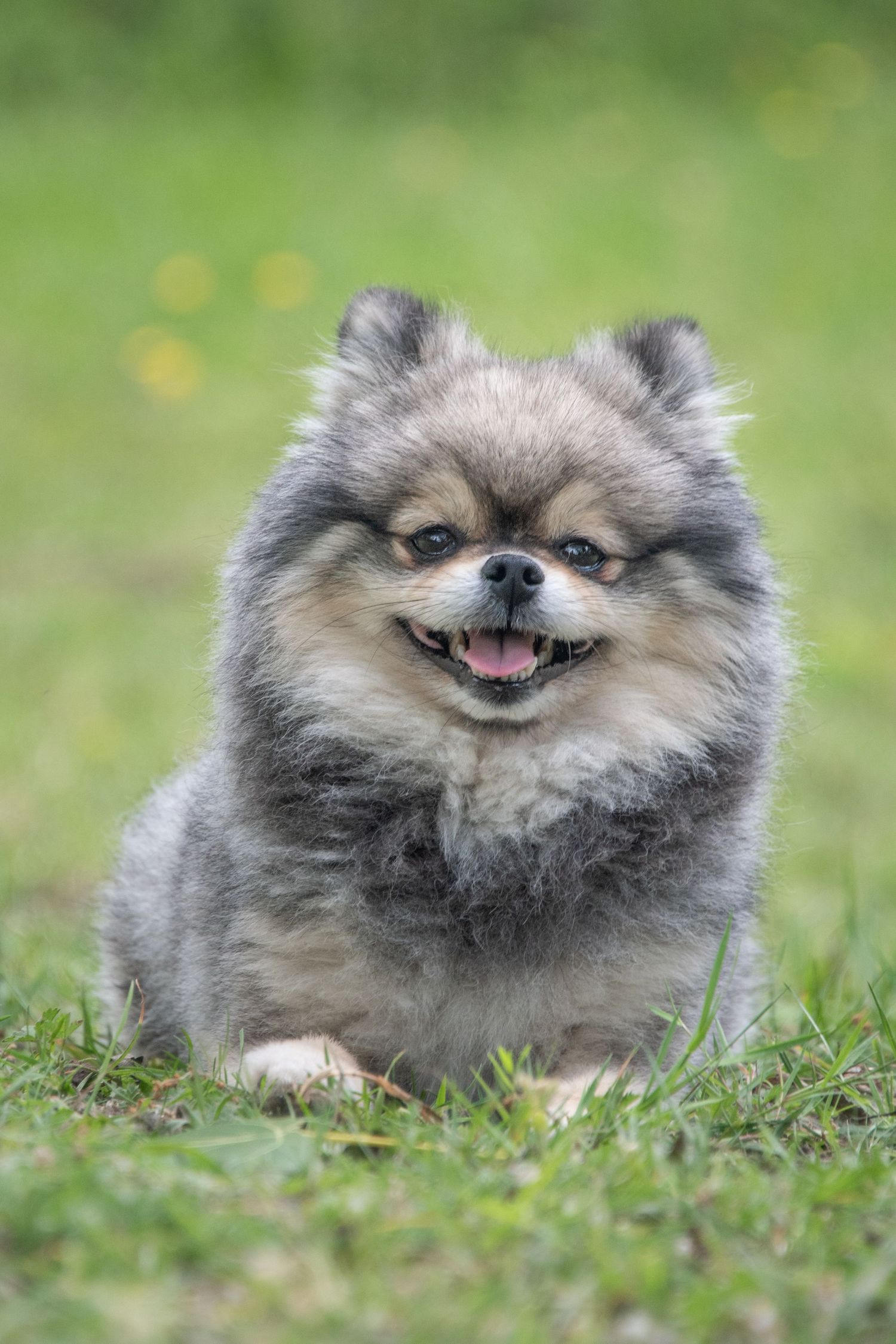 Fluffy grey Pomeranian dog smiling with mouth open while lying on green grass outdoors.