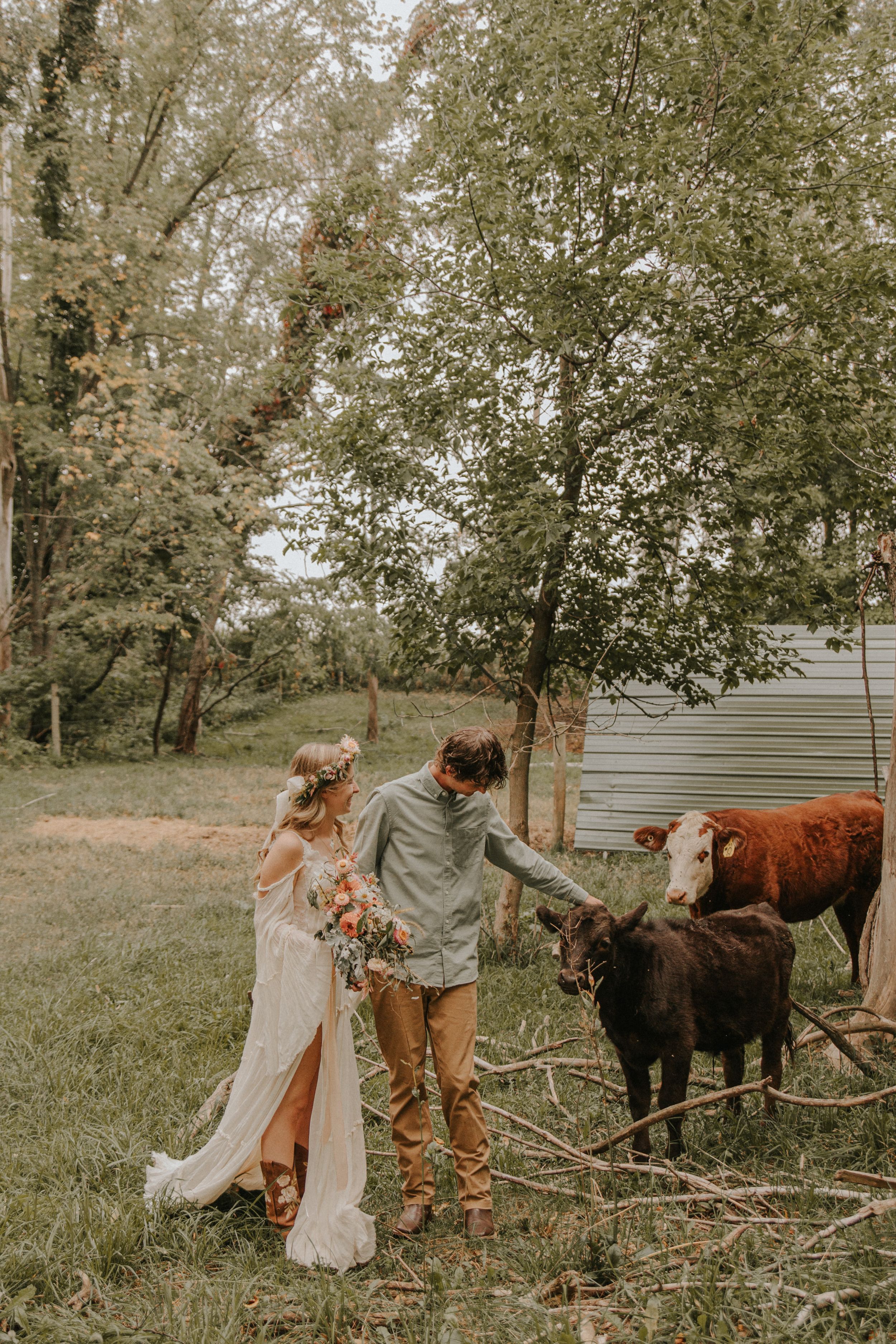 A couple in wedding attire feeds some cows in a rustic farm setting.