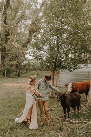 A couple in wedding attire feeds some cows in a rustic farm setting.