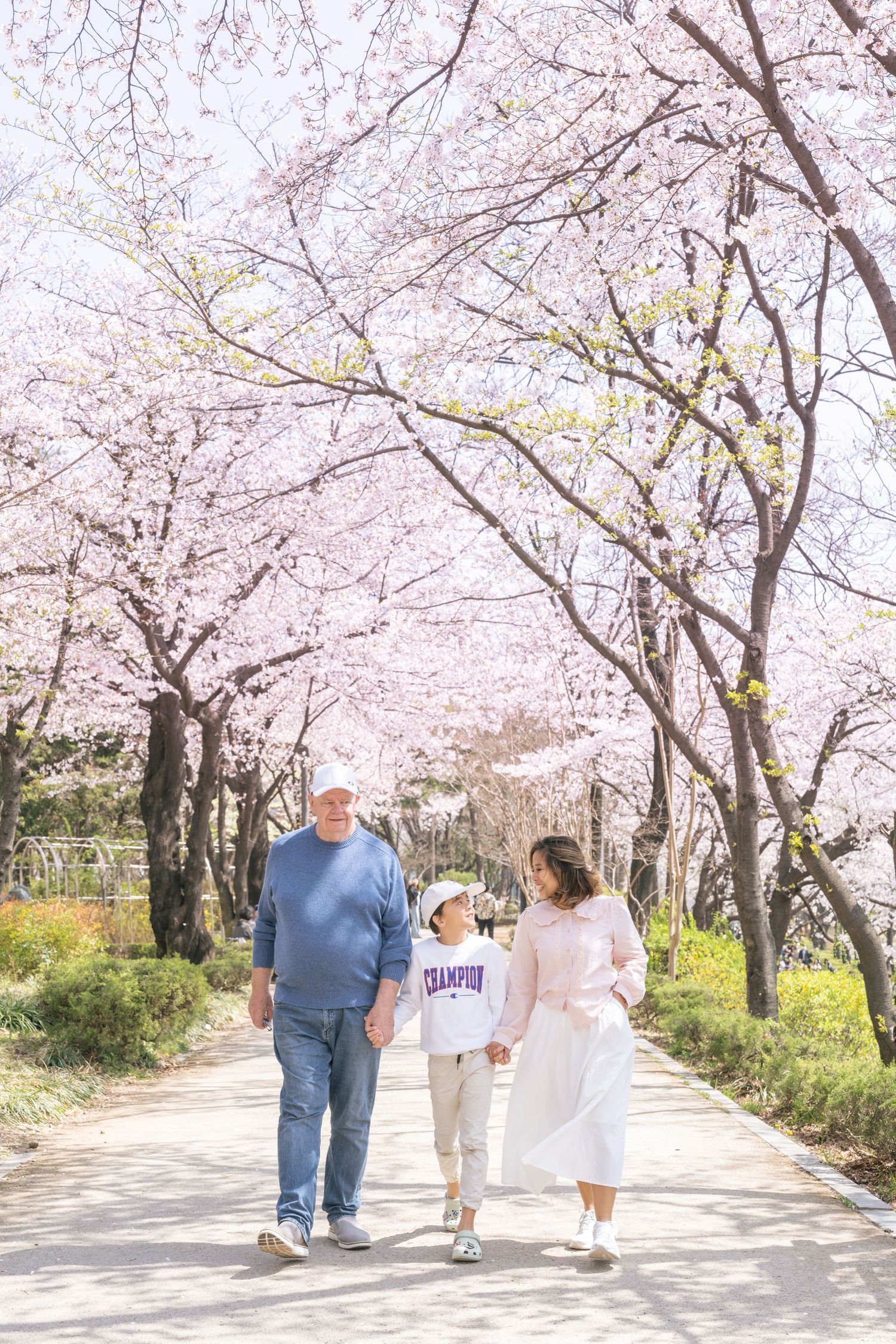People stroll together under blooming cherry blossom trees along a peaceful spring pathway.