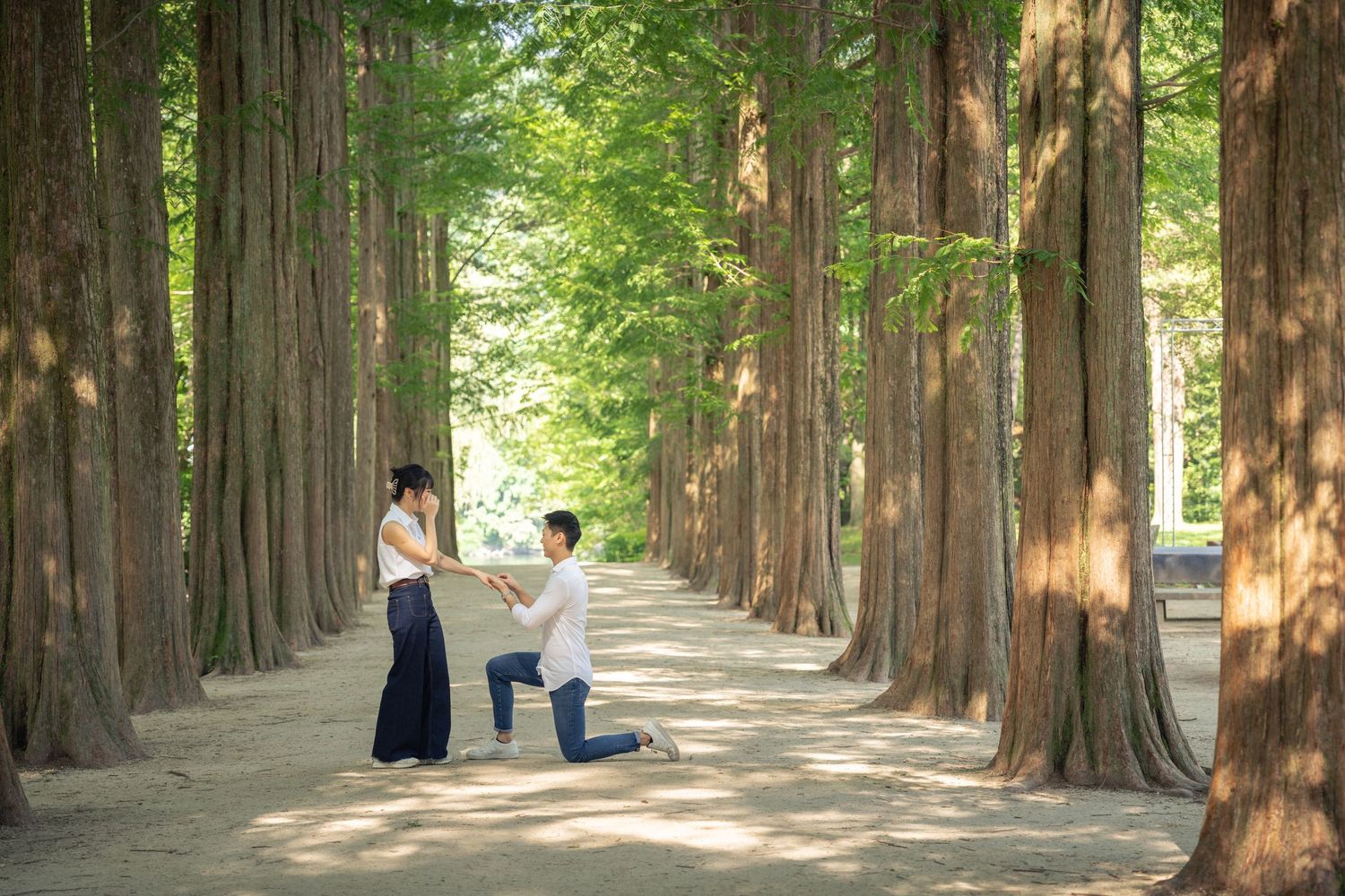 A scenic tree-lined path with tall redwood trees creates a natural tunnel effect in a park setting.