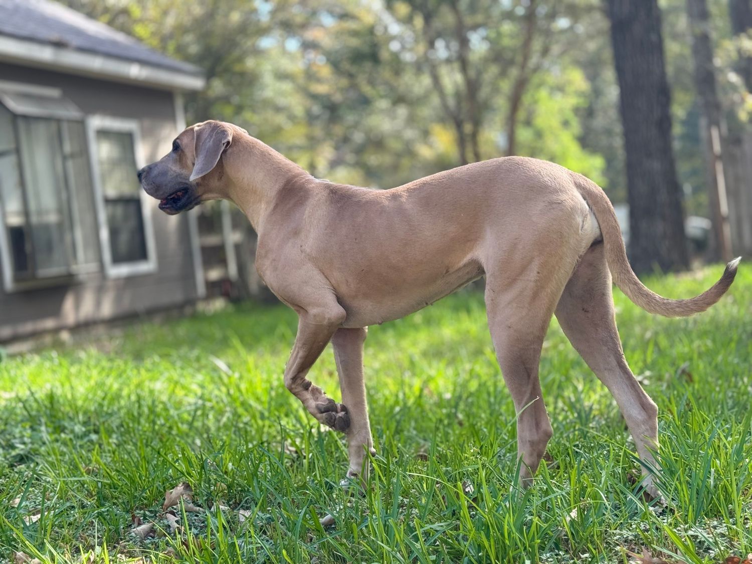 Fawn colored Great Dane standing alert in a sunny yard.