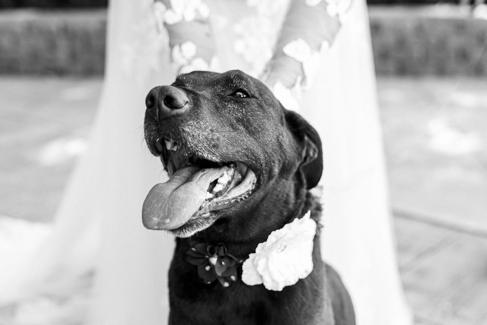 Black and white portrait of a happy black dog during a wedding celebration.
