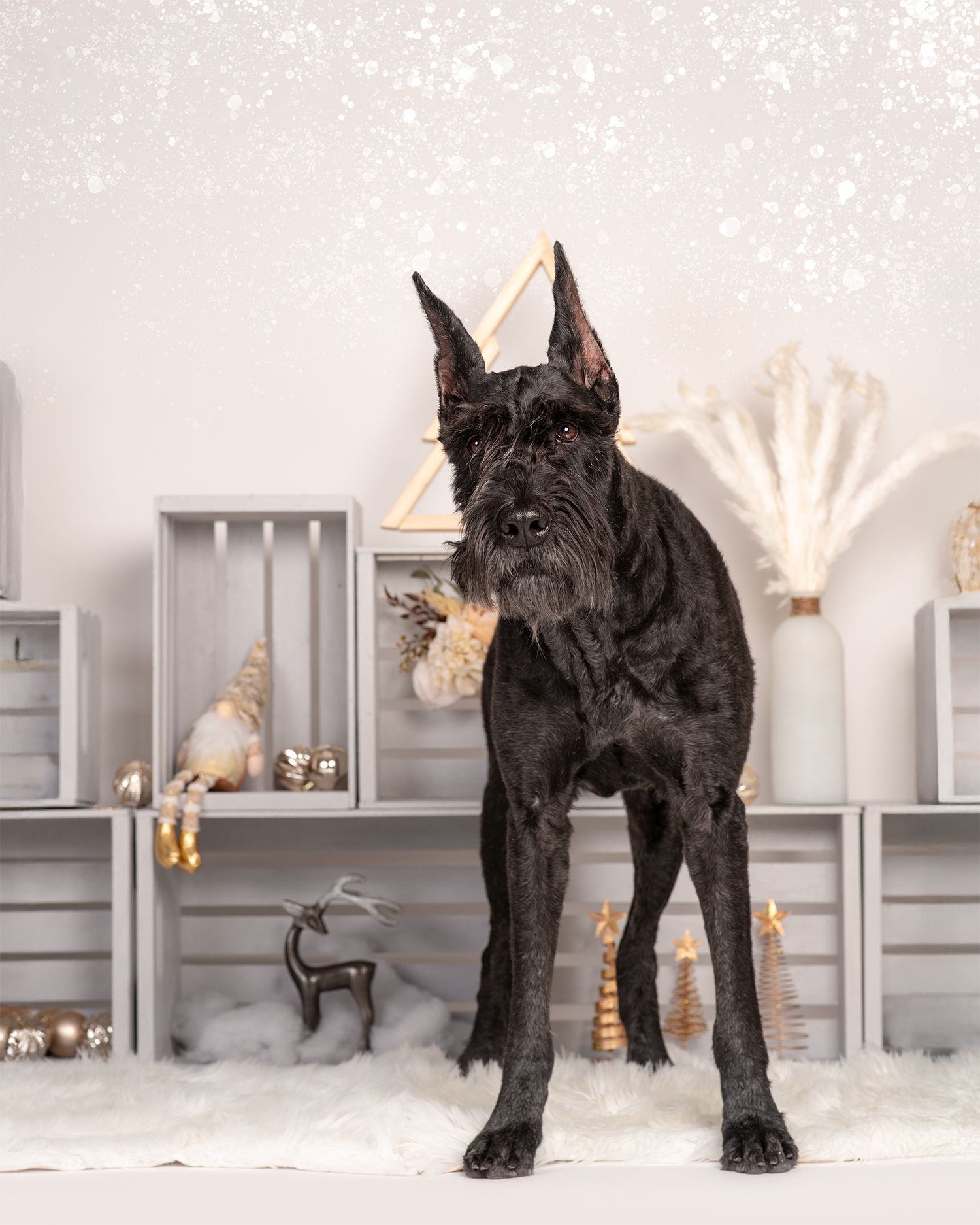 Dog Portrait of a Giant Schnauzer in an adorable Christmas setting by Tripdog Photography, Red Deer Alberta Photographer