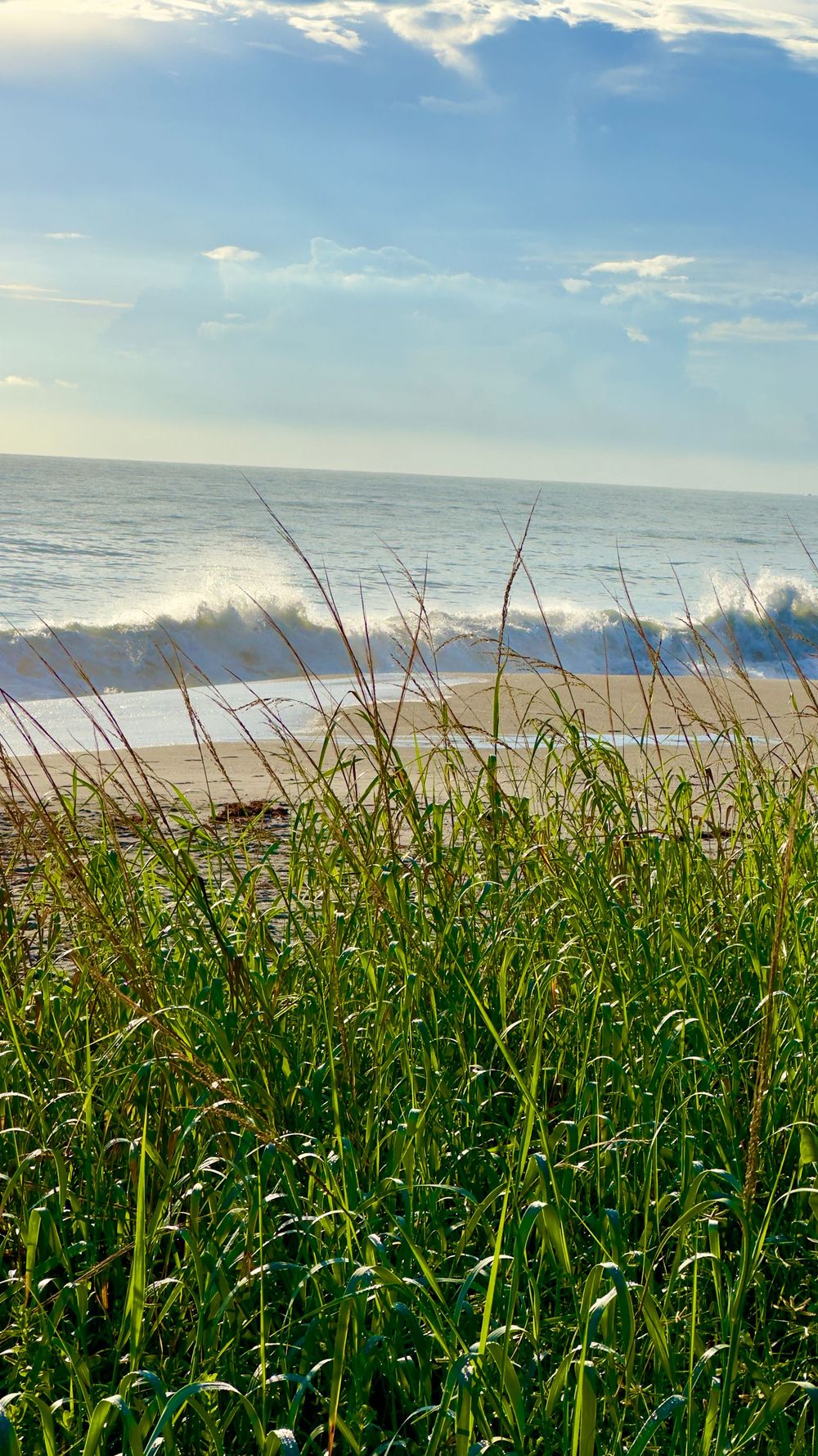 Sea oats sway in the foreground as waves roll onto the beach under a bright blue sky.