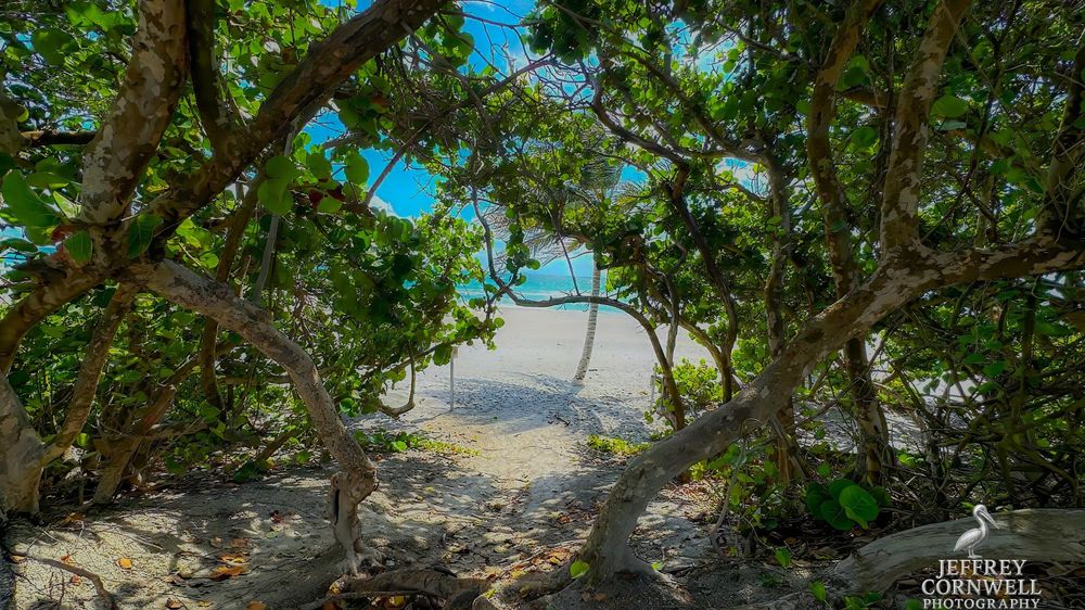 Tropical trees create a natural canopy over a coastal pathway with ocean views.