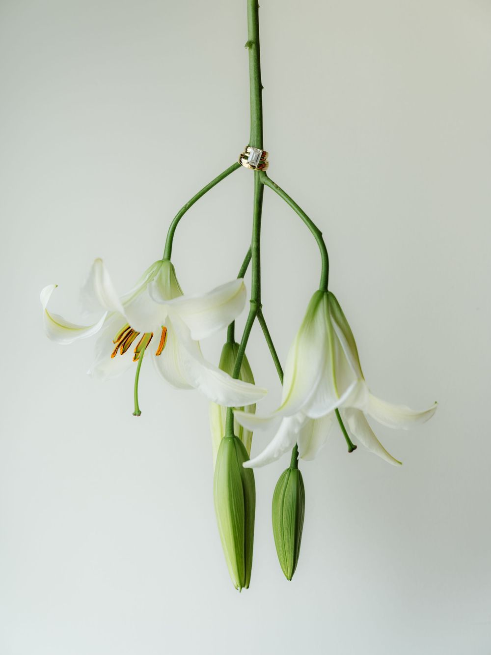 Delicate white lilies hanging against light background showing various angles of the blooms.