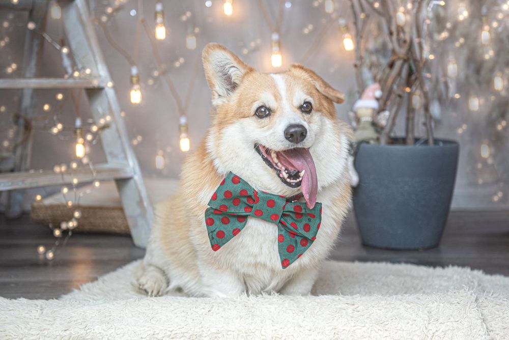 Corgi and other dogs wearing holiday attire pose on white floor with twinkling lights.