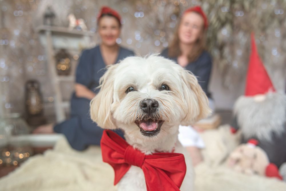 Dogs in red Christmas outfits and accessories pose with festive decorations.
