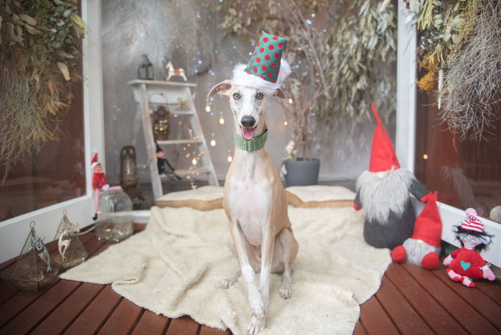 White dogs wearing holiday accessories pose near Christmas decorations and lanterns.