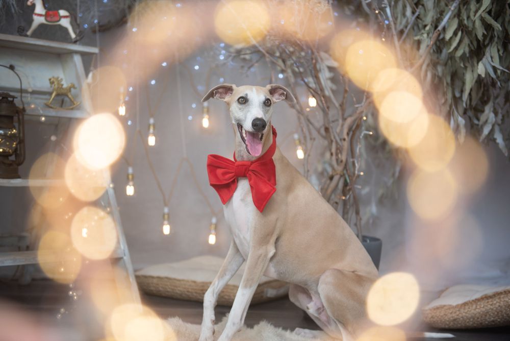 Dogs in holiday attire sit on a porch with twinkling bokeh lights creating a magical Christmas atmosphere.