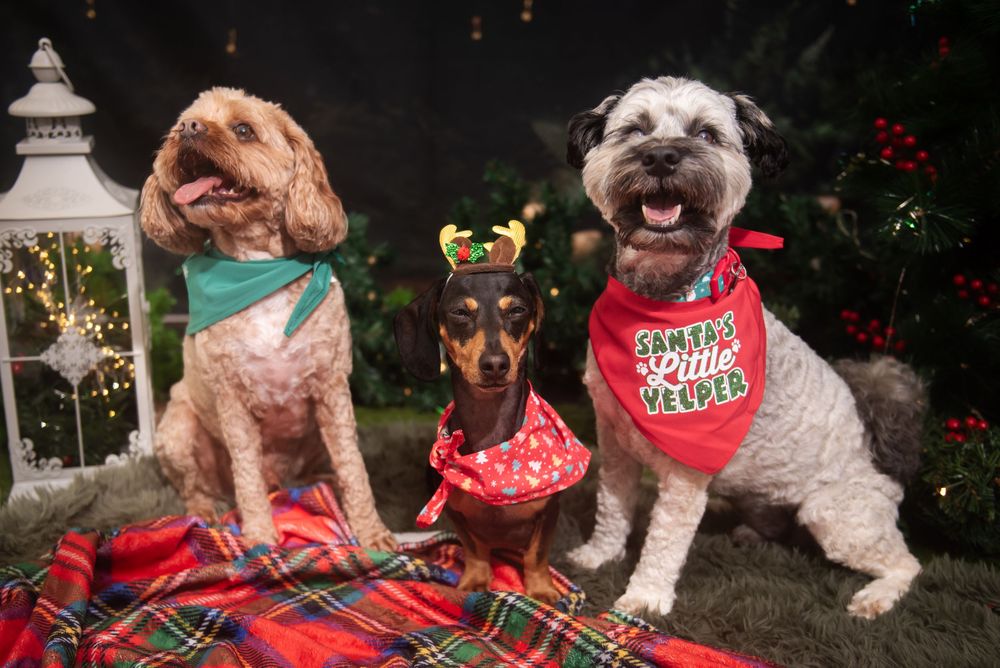 Group of dogs in red Christmas outfits and bows sitting together for a holiday photo.