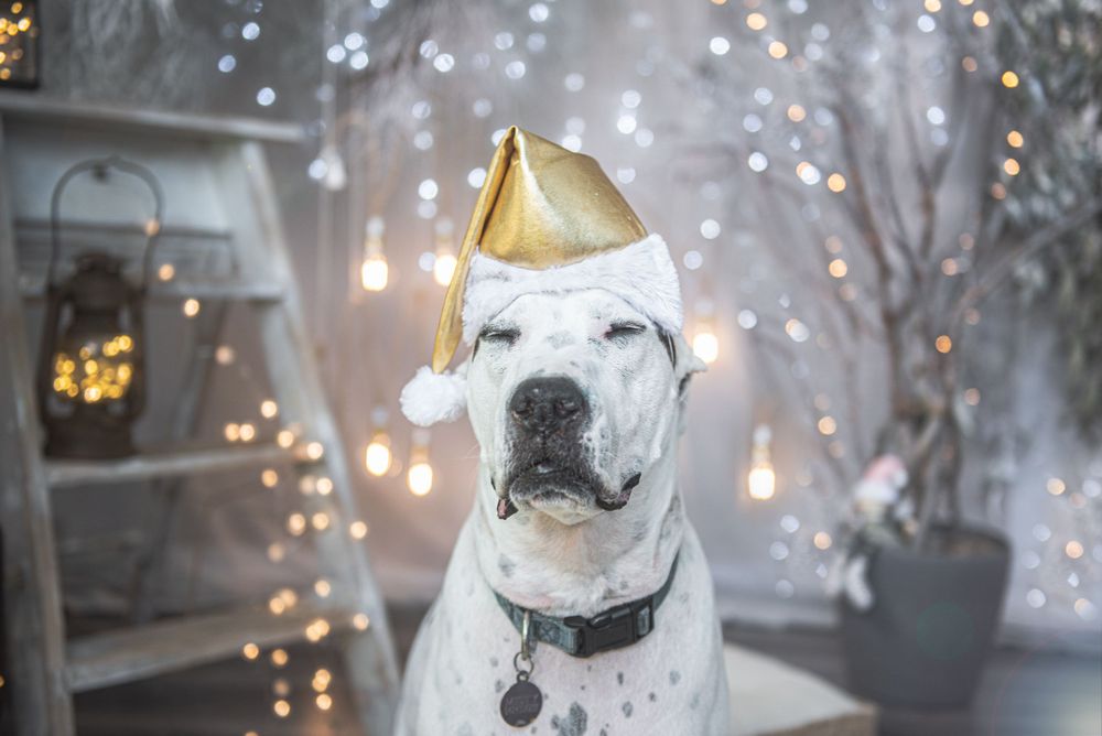 White dog in gold party hat poses against sparkly holiday background.