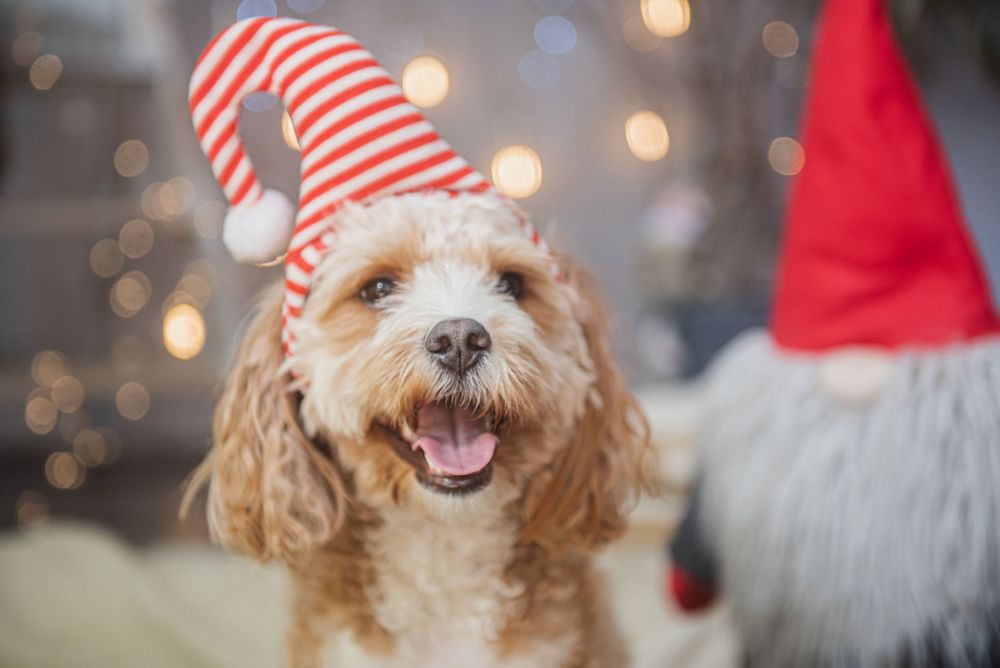 Dogs wearing striped and red Santa hats pose for Christmas photos with blurred lights.