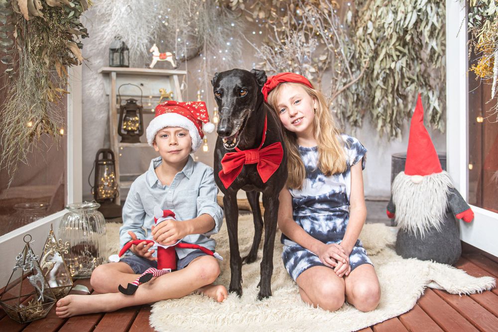 Dogs wearing festive Christmas attire pose with holiday decorations and Santa hats in a cozy indoor setting.