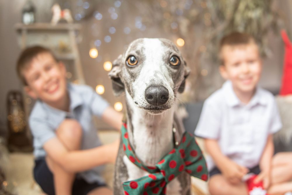 Dogs wearing holiday bowties and accessories pose with Christmas decorations.