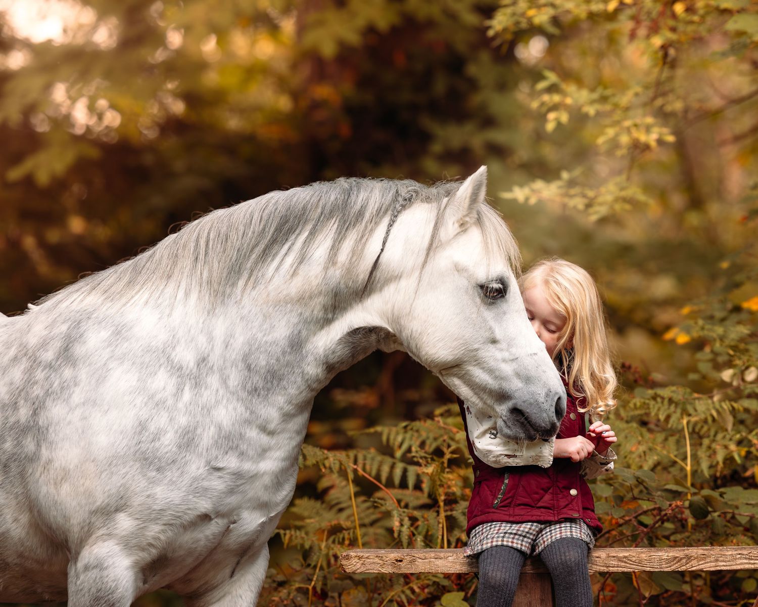 White horse with burgundy nose warmer in autumn forest setting.