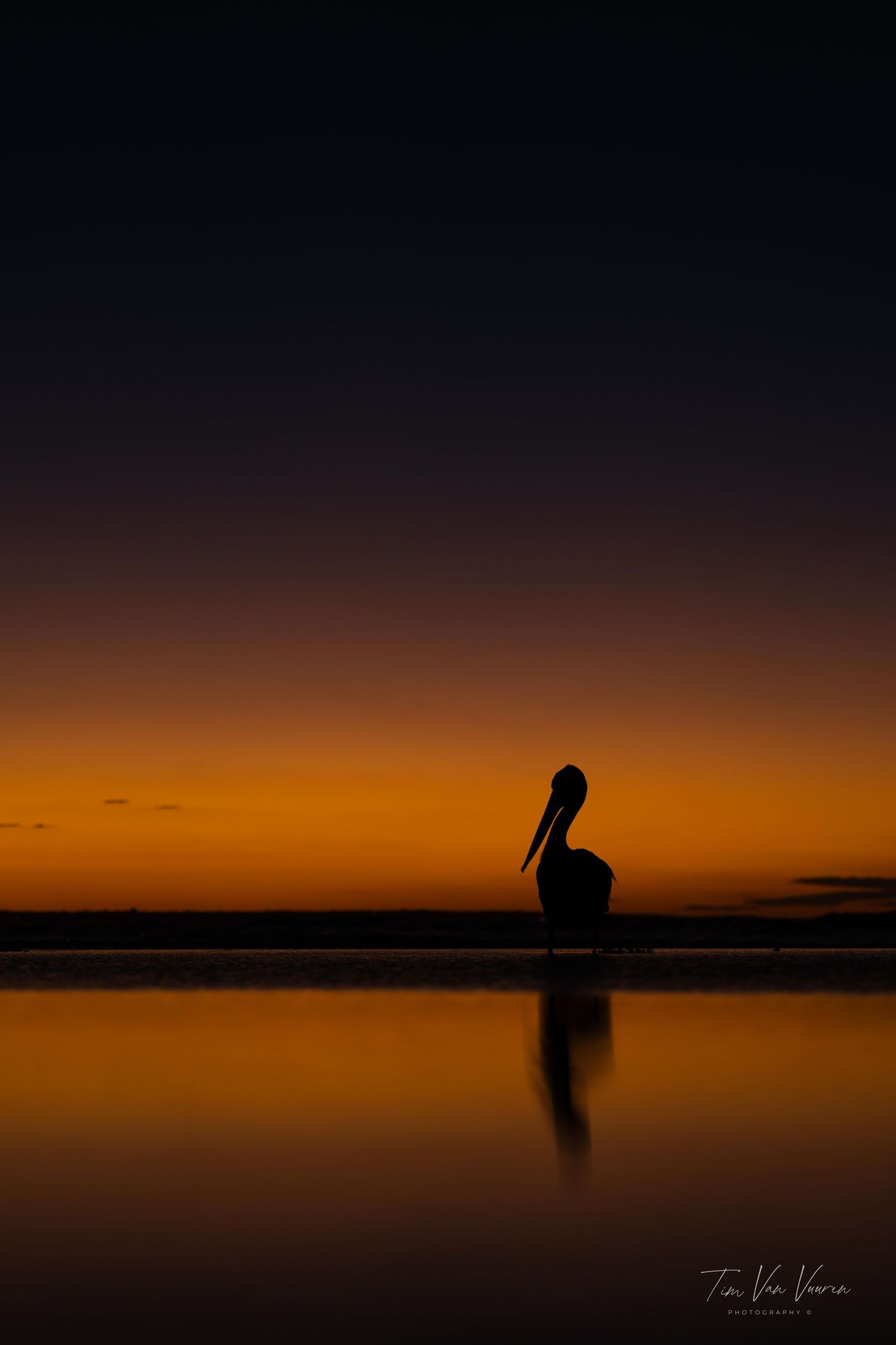 A pelican at sunset