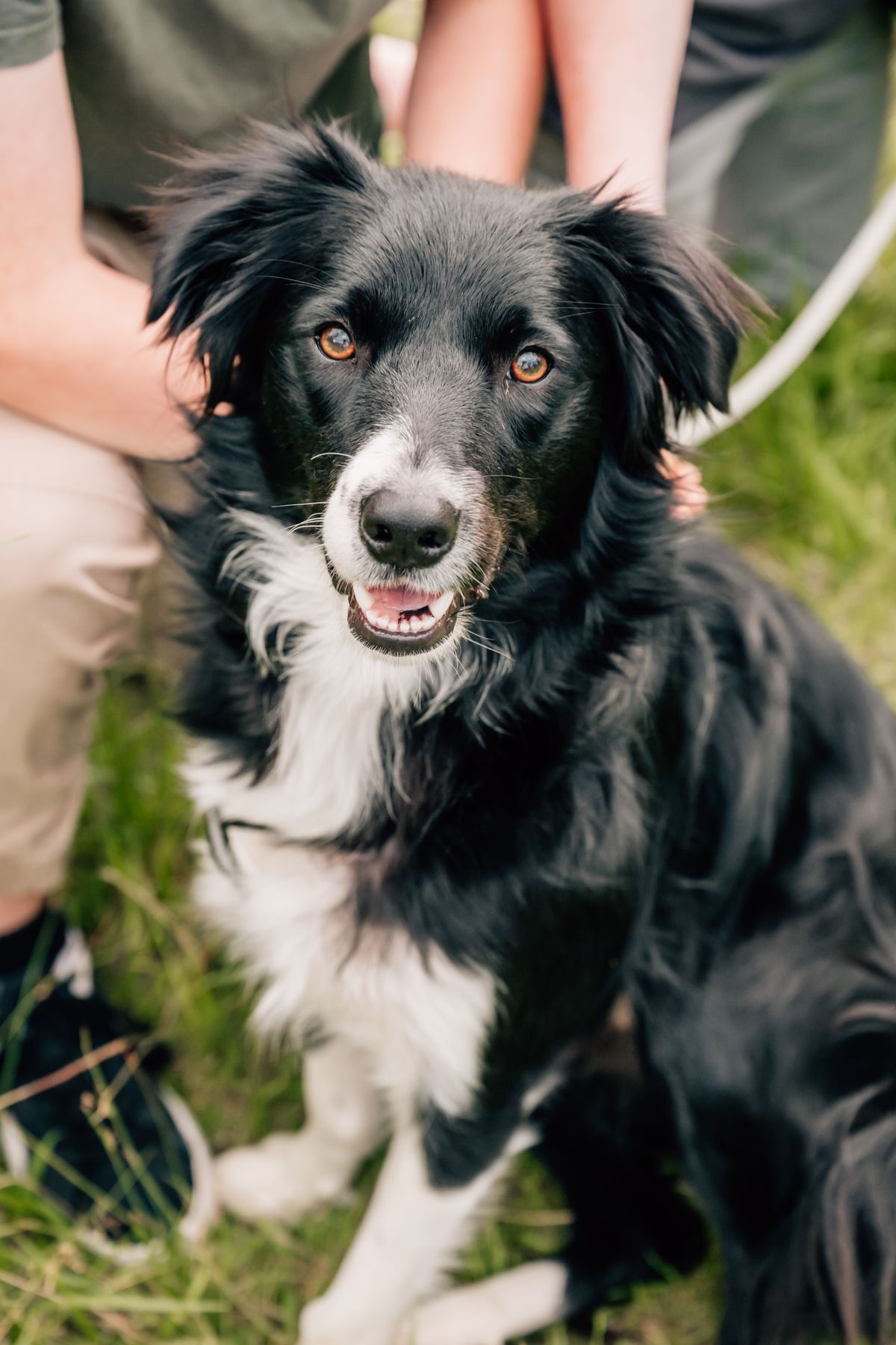 Black and white border collie with brown eyes looks alert and happy while posing outdoors.