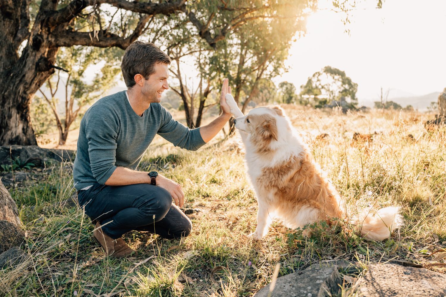Person and dog playing together in a sunlit outdoor field during golden hour.