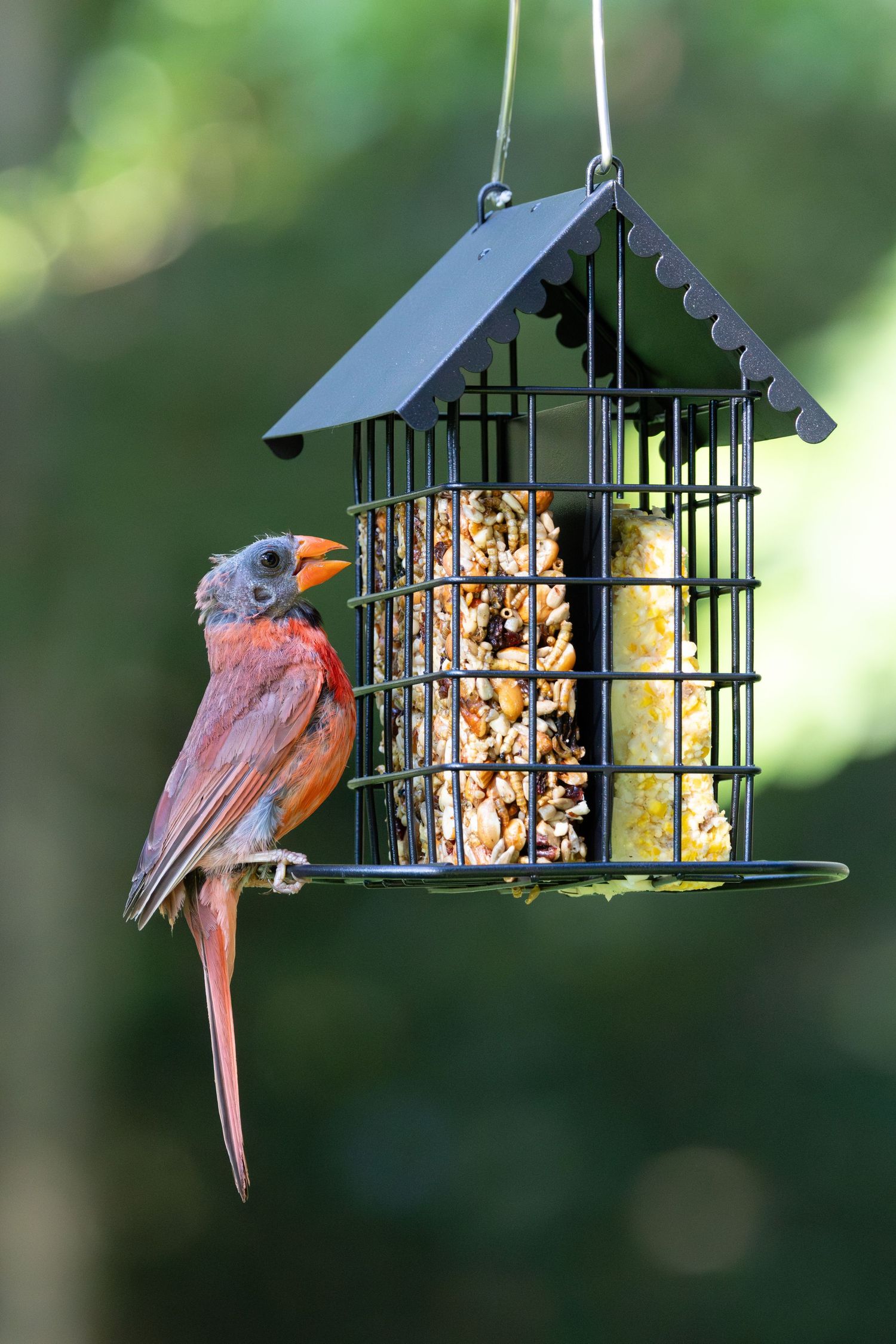 Kingsyard feeder with a molting Northern Cardinal eating some bird seed