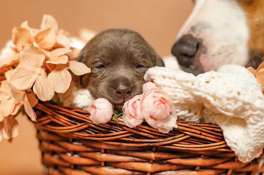 A tiny gray French Bulldog puppy sleeping peacefully with its nose nestled among orange autumn leaves.