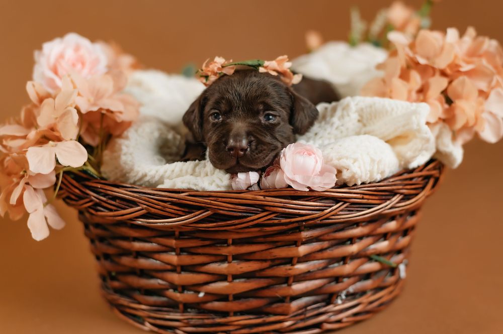 Cute black Labrador puppy laying in a brown wicker basket with pink flowers and white blankets.