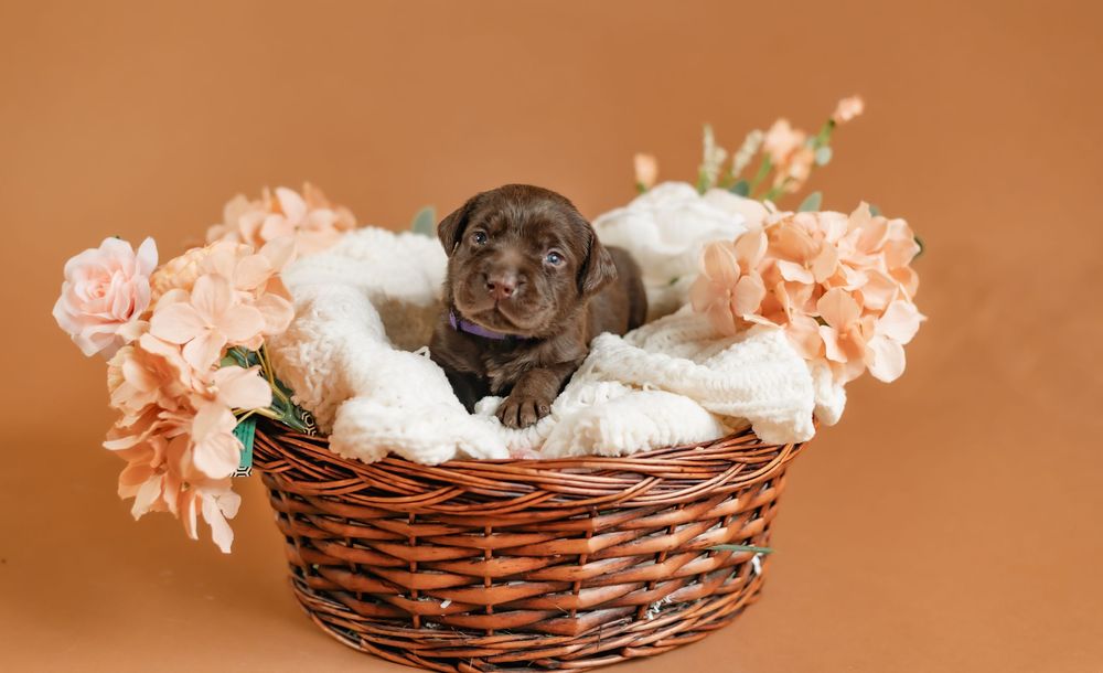 Dark chocolate Labrador puppy sitting in wicker basket with pink carnations and white fluffy cushions against brown backdrop.