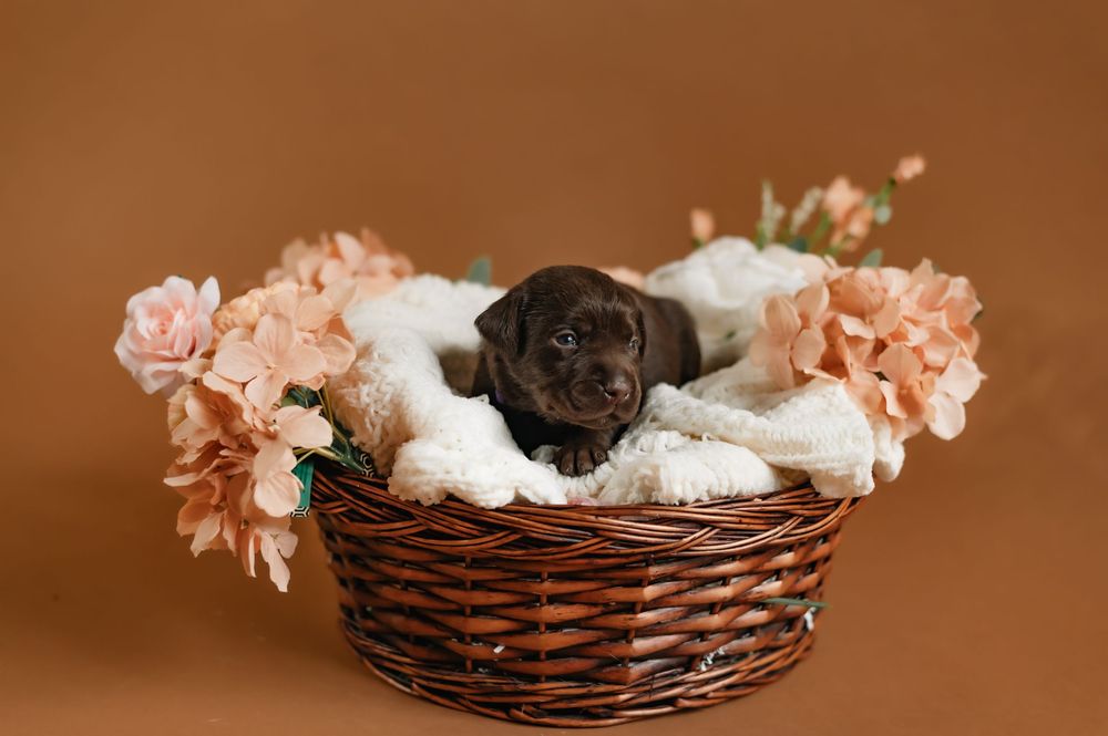 Adorable chocolate Labrador puppy sleeping in wicker basket with pink flowers and white blanket against brown backdrop.