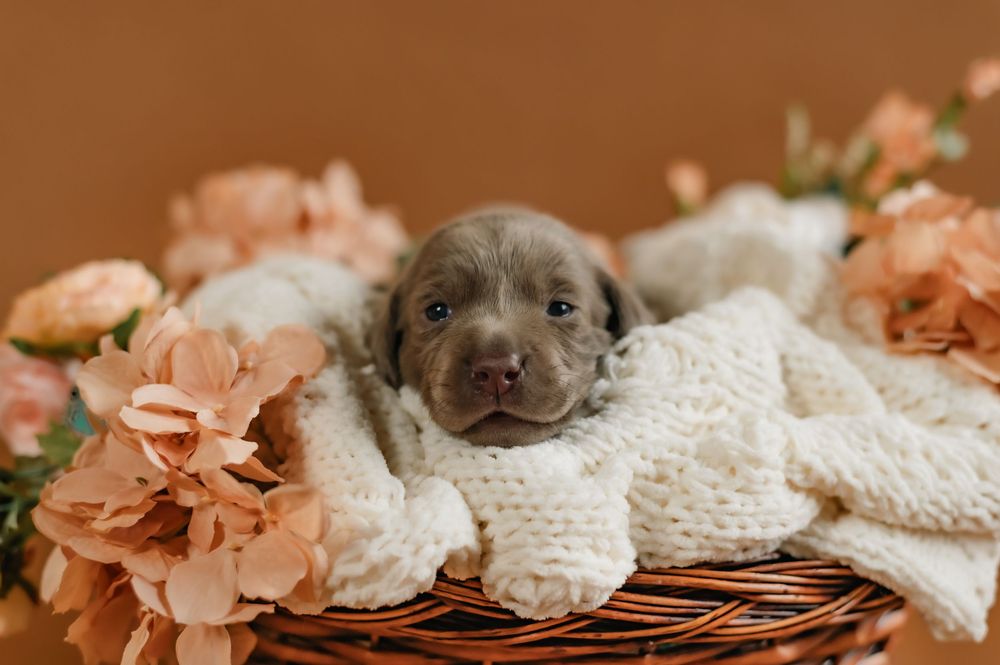 Adorable gray puppy resting in wicker basket with knit blanket and peach-colored flowers.