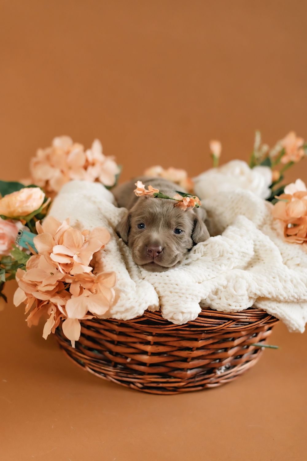 Grey weimaraner puppy dozing in wicker basket surrounded by peach carnations and white fabric on brown background.