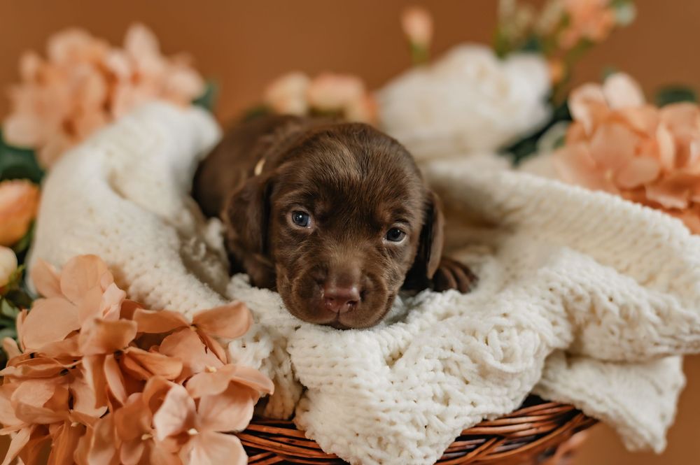 Adorable chocolate brown lab puppy resting on soft white bedding with peach colored flowers in the background.
