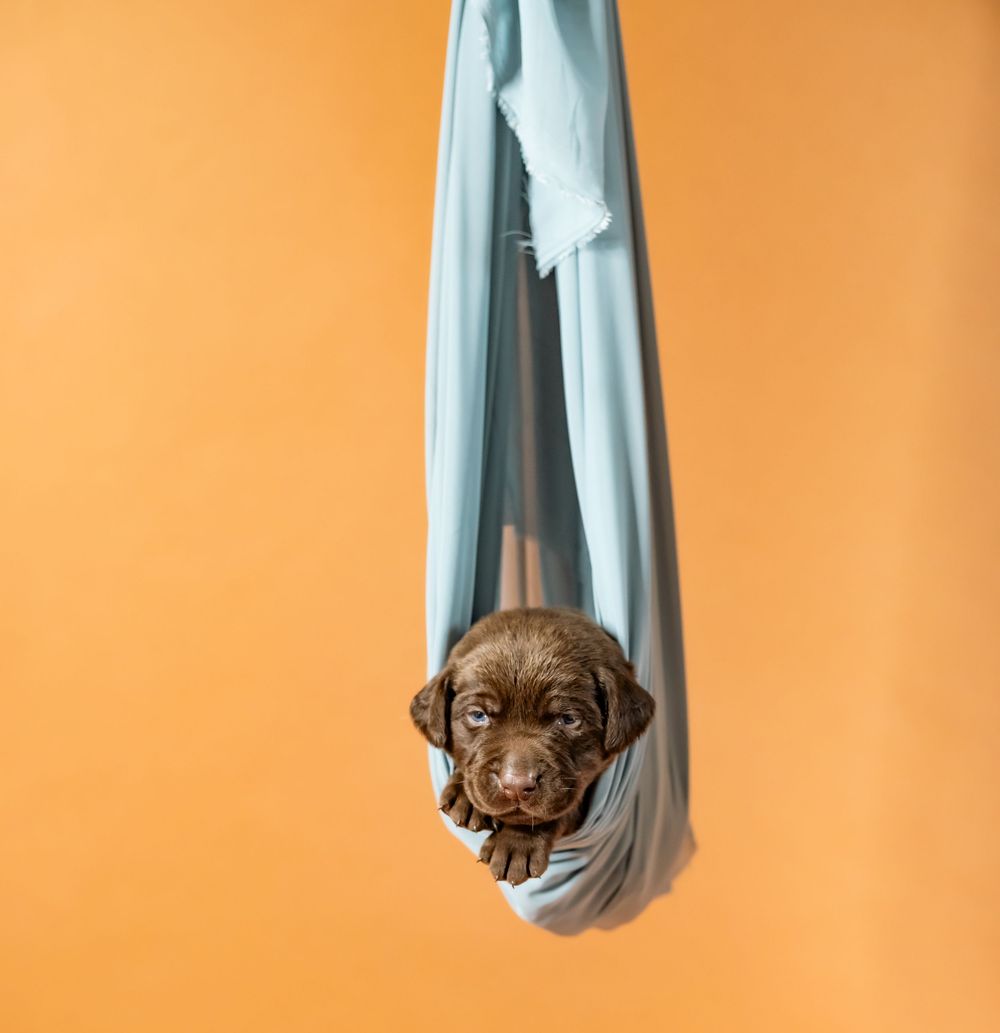 Sleepy brown puppy lying down against a bright orange wall with teal fabric draped above.