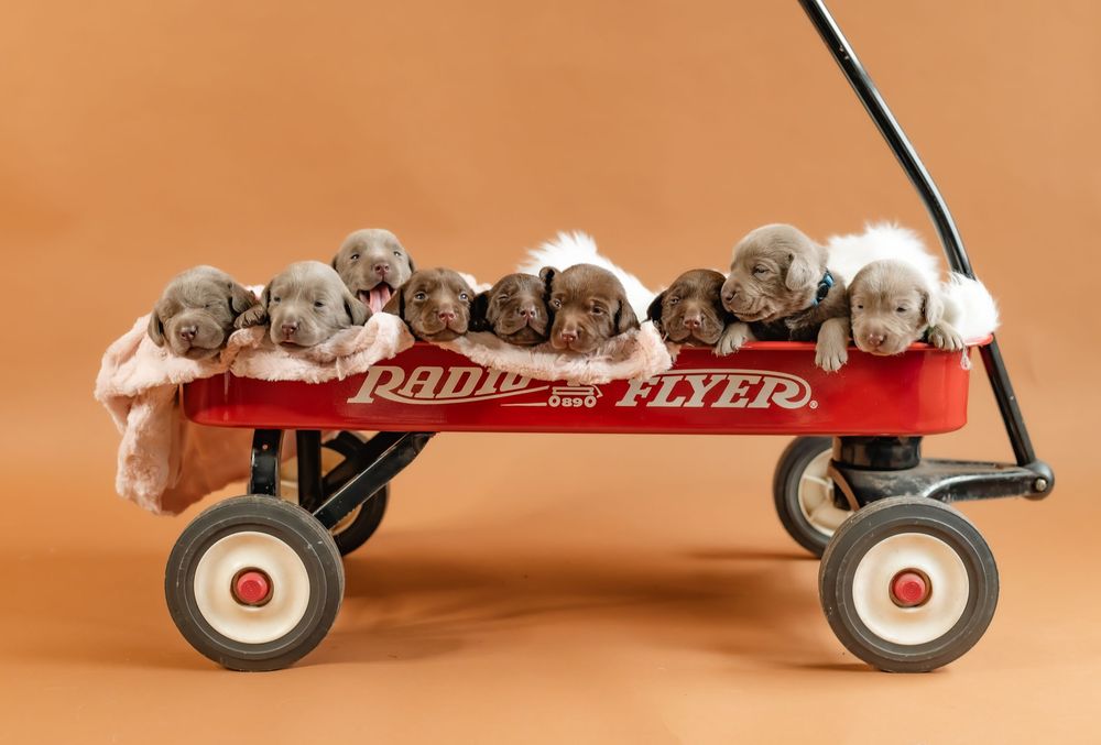 Red and chrome vintage Radio Flyer scooter shown from multiple angles on orange background.
