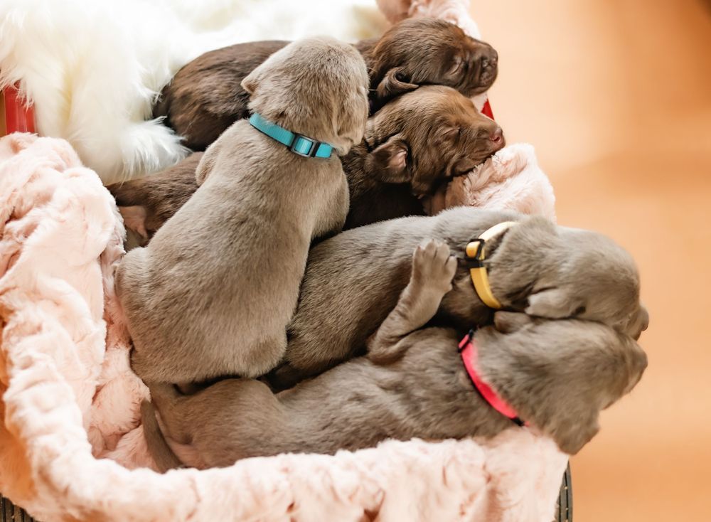 A group of sleeping Weimaraner puppies wearing colorful collars cuddle together in a pink bed.